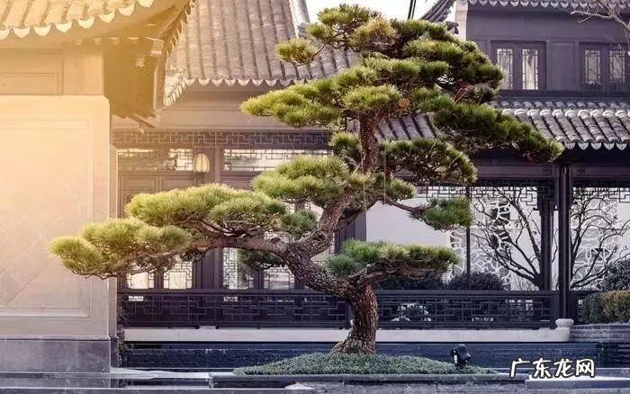 园林树木开花类型有 适合庭院种植的树木风水