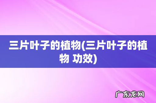 三片叶子的植物 功效 三片叶子的植物