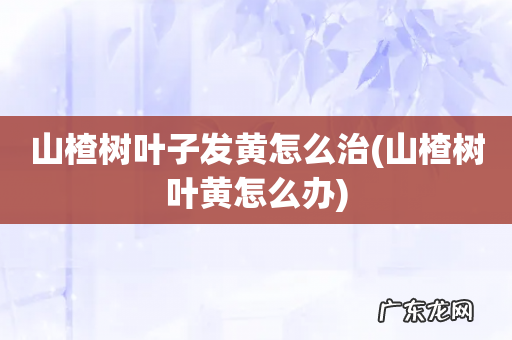 山楂树叶黄怎么办 山楂树叶子发黄怎么治