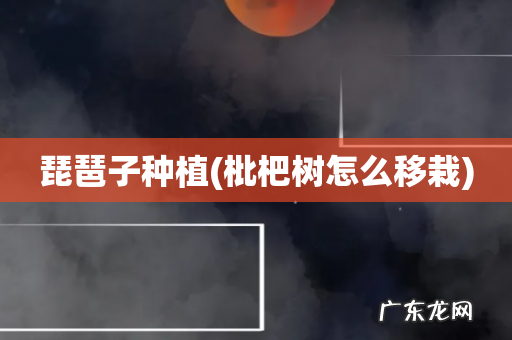 枇杷树怎么移栽 琵琶子种植