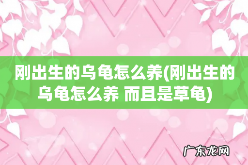 刚出生的乌龟怎么养 而且是草龟 刚出生的乌龟怎么养
