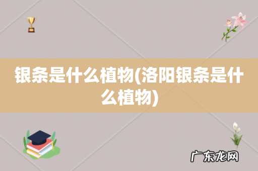 洛阳银条是什么植物 银条是什么植物