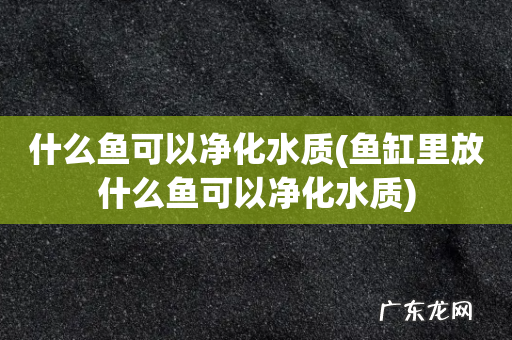 鱼缸里放什么鱼可以净化水质 什么鱼可以净化水质