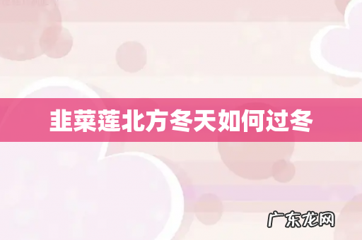 韭菜莲北方冬天如何过冬