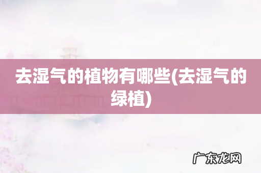 去湿气的绿植 去湿气的植物有哪些