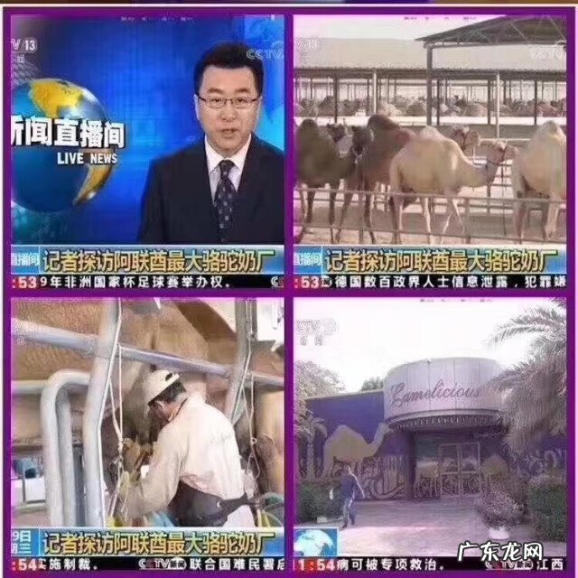 骆驼奶粉的功效和作用