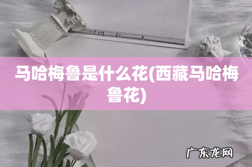 西藏马哈梅鲁花 马哈梅鲁是什么花