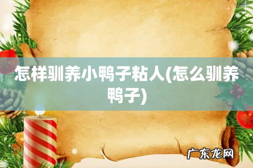 怎么驯养鸭子 怎样驯养小鸭子粘人