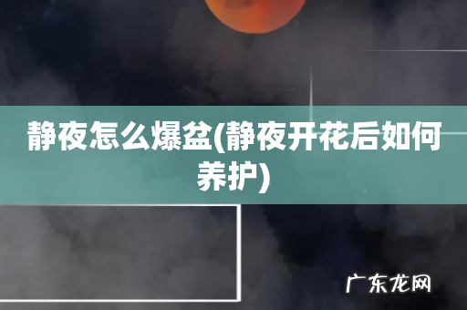 静夜开花后如何养护 静夜怎么爆盆