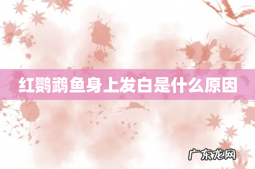 红鹦鹉鱼身上发白是什么原因