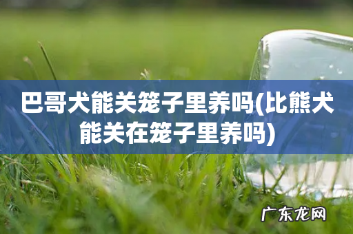 比熊犬能关在笼子里养吗 巴哥犬能关笼子里养吗