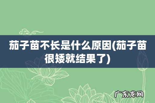 茄子苗很矮就结果了 茄子苗不长是什么原因