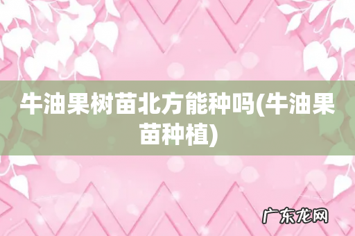牛油果苗种植 牛油果树苗北方能种吗