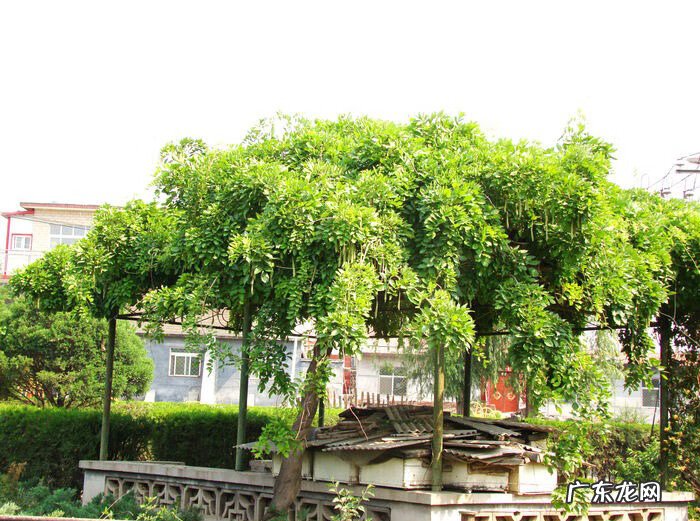 山顶建亭子风水学说 建亭子的风水