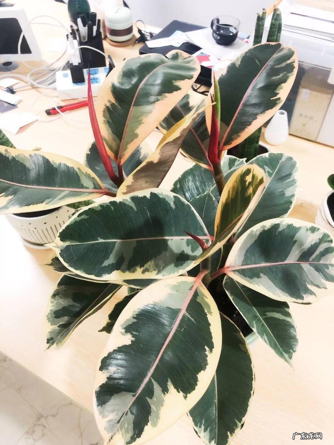 红藤圆叶山乌龟 圆叶山乌龟是什么品种