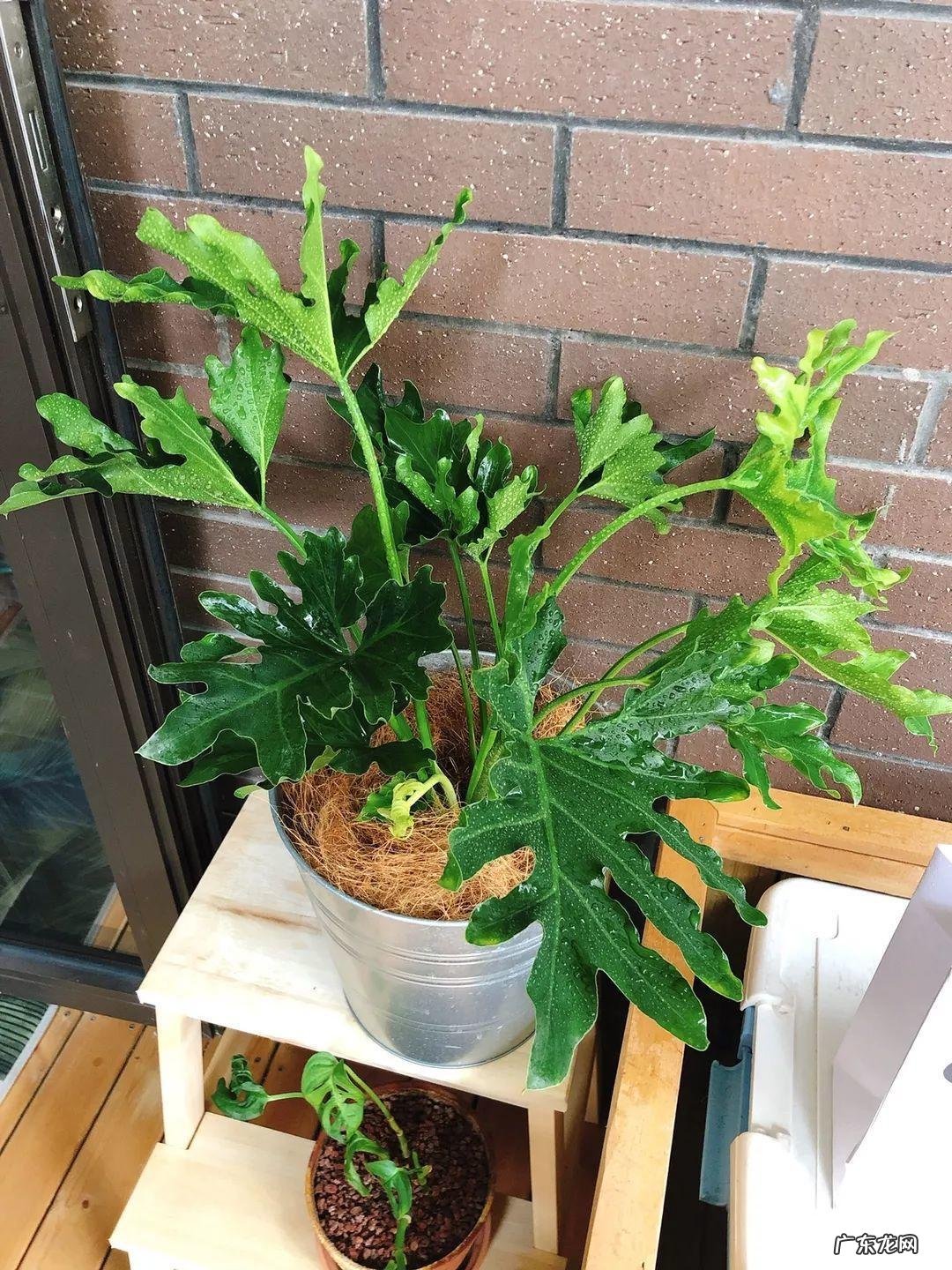 红藤圆叶山乌龟 圆叶山乌龟是什么品种