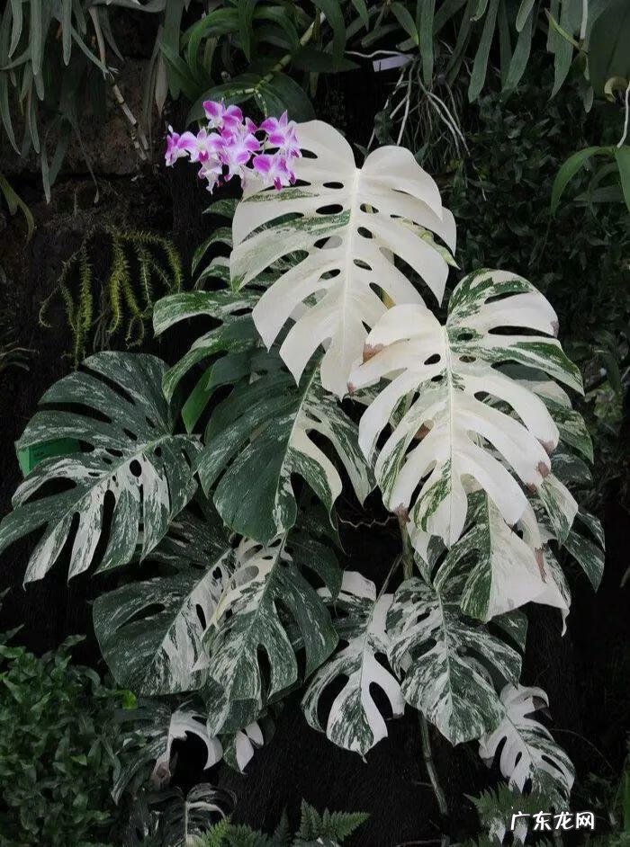 红藤圆叶山乌龟 圆叶山乌龟是什么品种