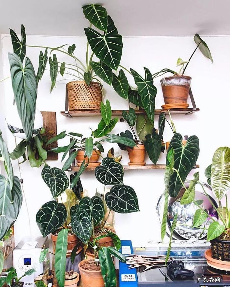 红藤圆叶山乌龟 圆叶山乌龟是什么品种