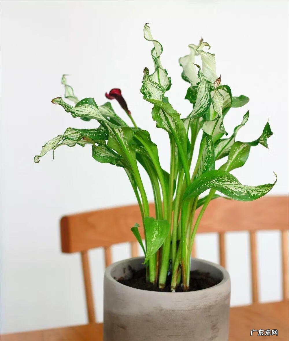 红藤圆叶山乌龟 圆叶山乌龟是什么品种