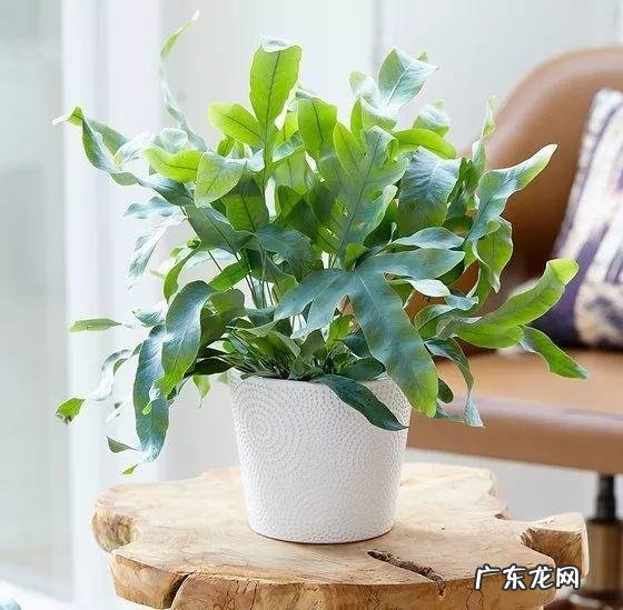 红藤圆叶山乌龟 圆叶山乌龟是什么品种