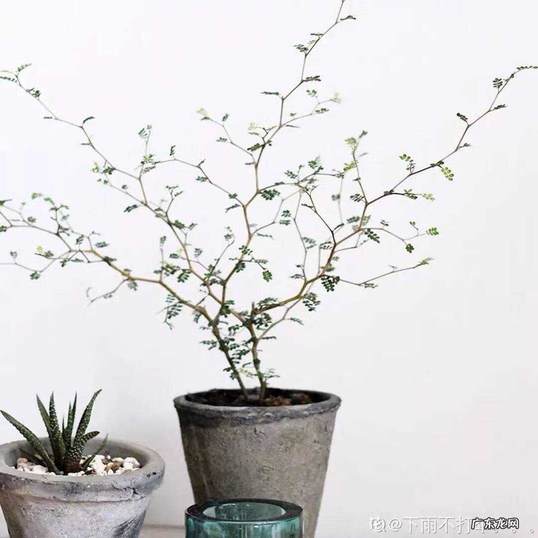 红藤圆叶山乌龟 圆叶山乌龟是什么品种