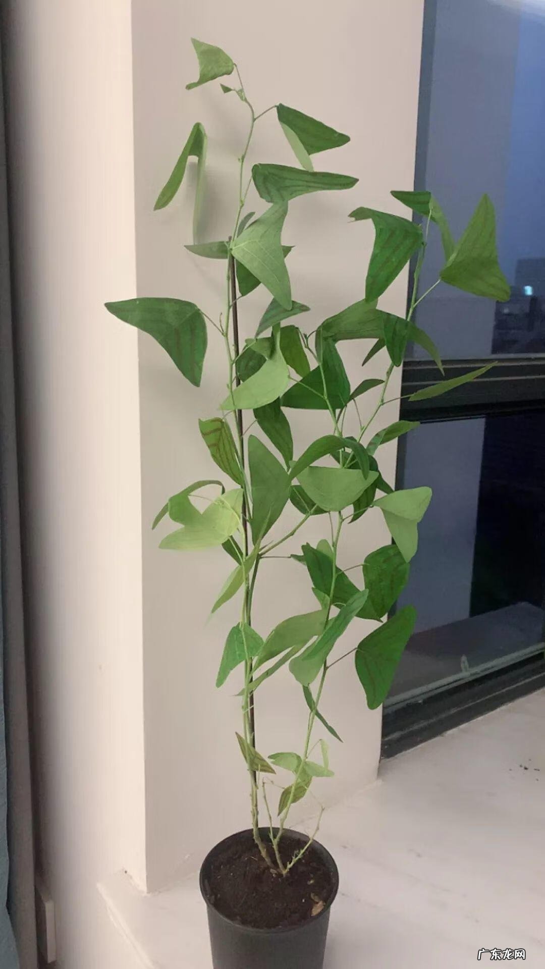 红藤圆叶山乌龟 圆叶山乌龟是什么品种