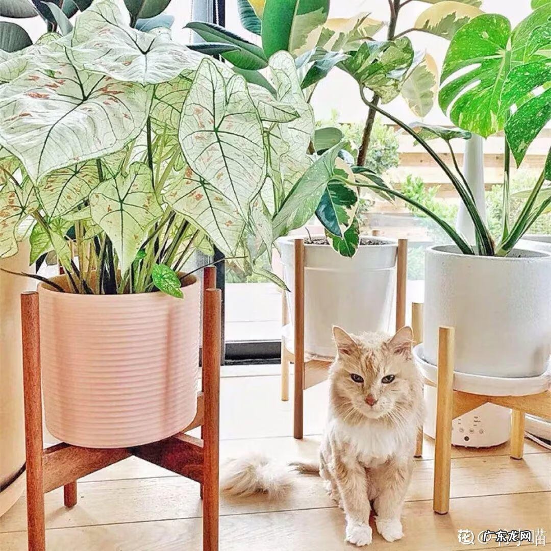 红藤圆叶山乌龟 圆叶山乌龟是什么品种