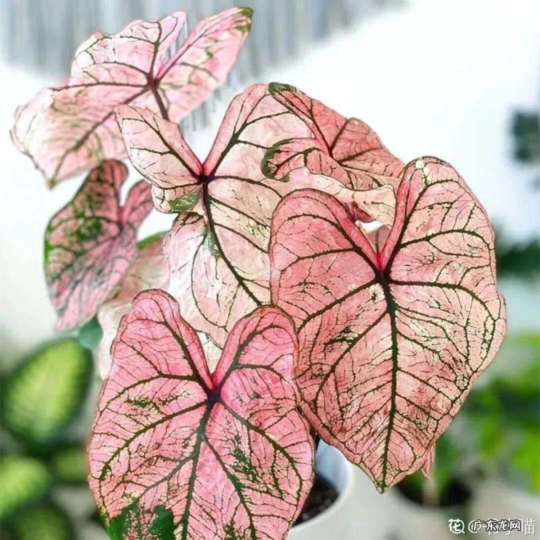 红藤圆叶山乌龟 圆叶山乌龟是什么品种