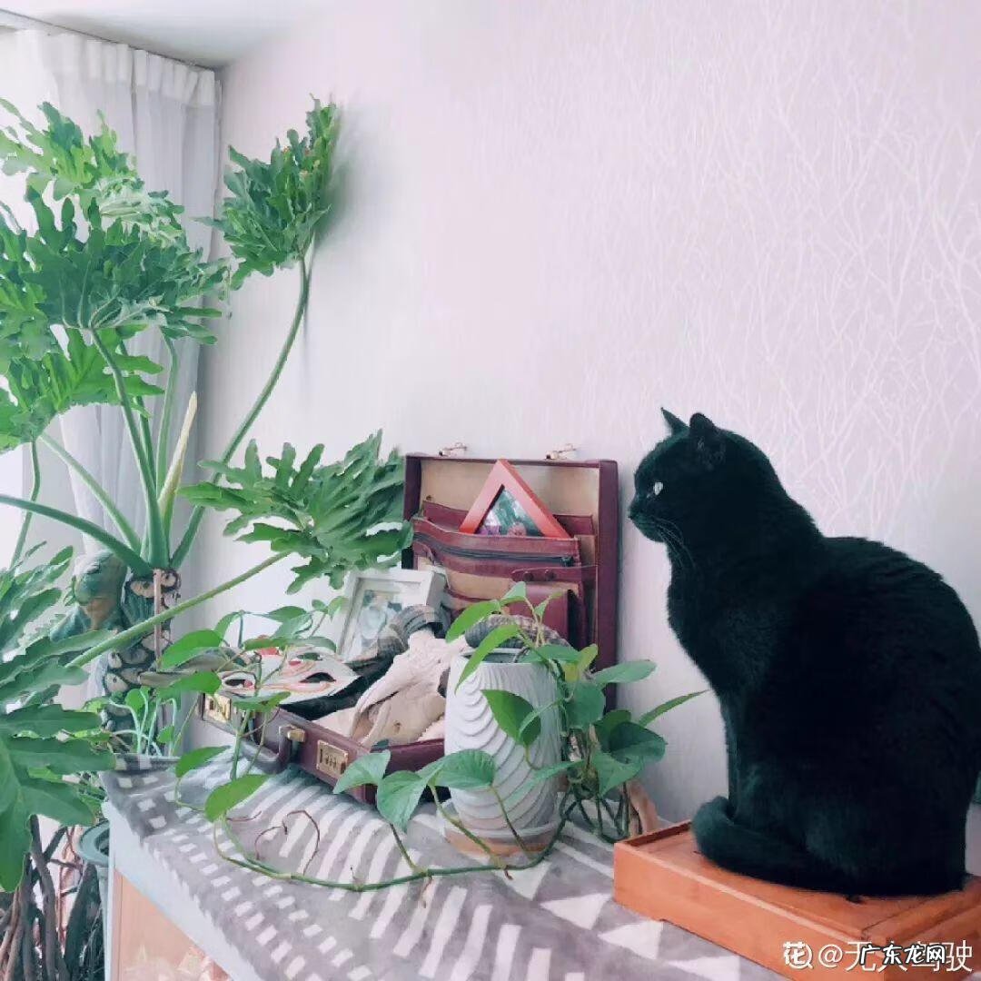 红藤圆叶山乌龟 圆叶山乌龟是什么品种