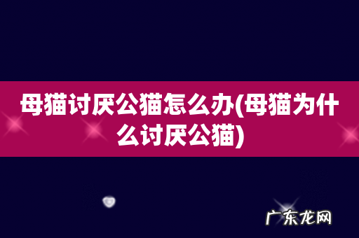 母猫为什么讨厌公猫 母猫讨厌公猫怎么办