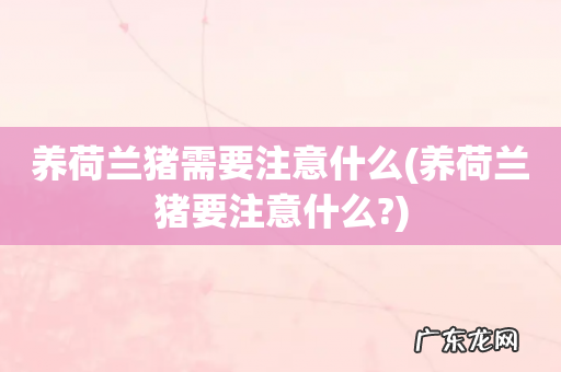 养荷兰猪要注意什么? 养荷兰猪需要注意什么