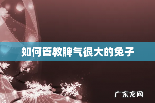 如何管教脾气很大的兔子