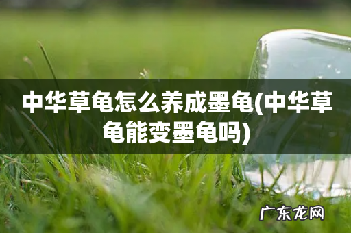 中华草龟能变墨龟吗 中华草龟怎么养成墨龟