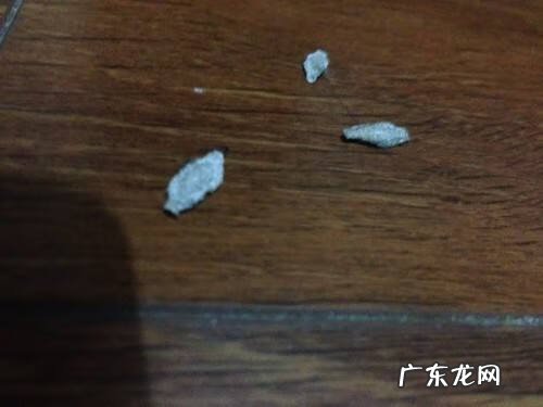 房顶上有虫子是怎么回事 屋顶有虫子