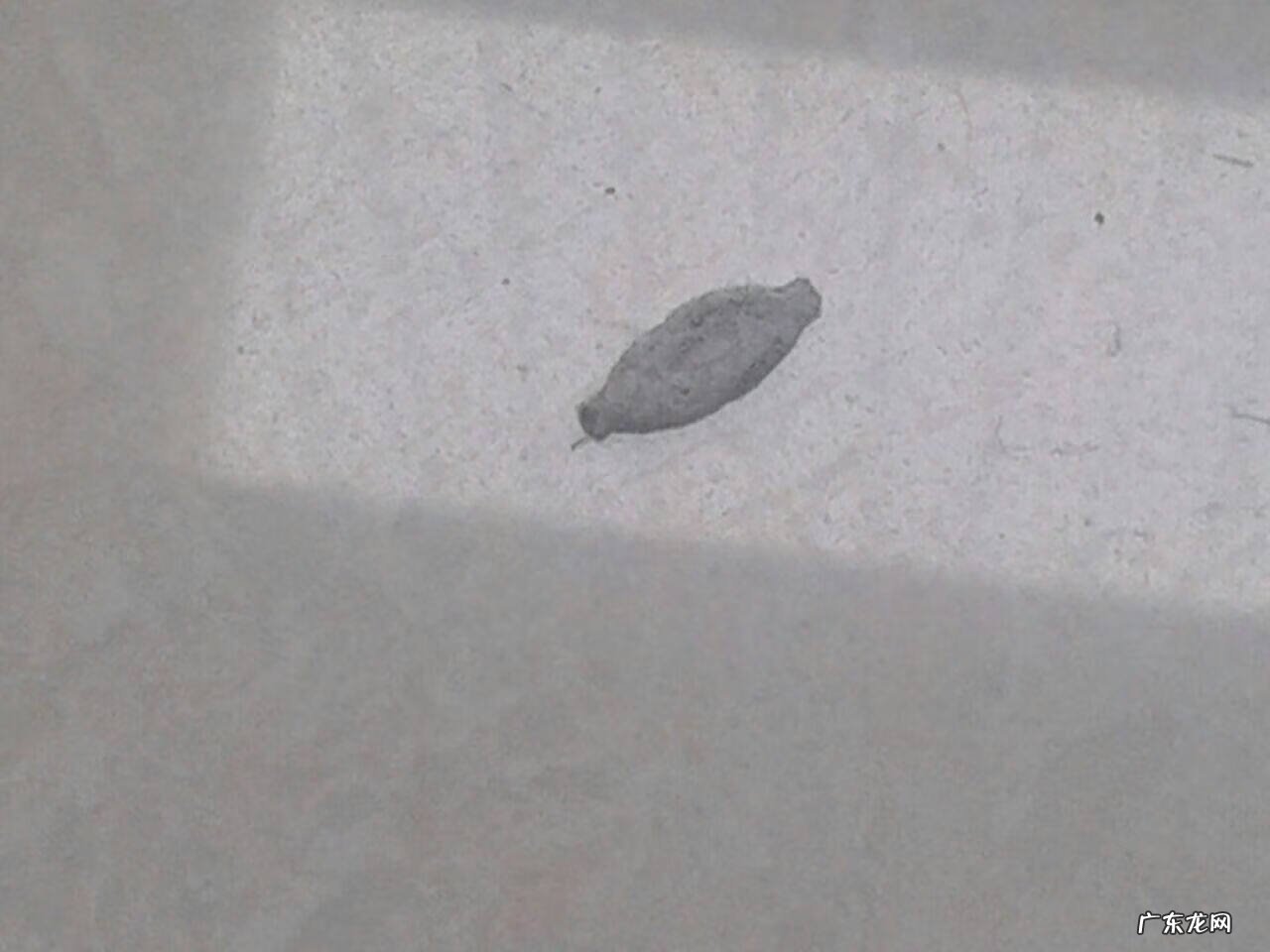 房顶上有虫子是怎么回事 屋顶有虫子