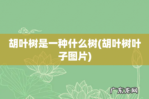胡叶树叶子图片 胡叶树是一种什么树