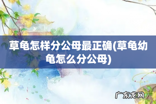 草龟幼龟怎么分公母 草龟怎样分公母最正确