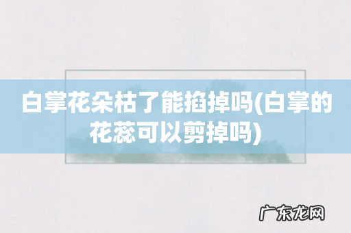 白掌的花蕊可以剪掉吗 白掌花朵枯了能掐掉吗