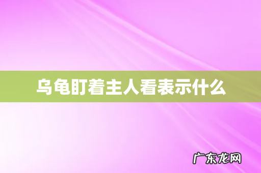 乌龟盯着主人看表示什么