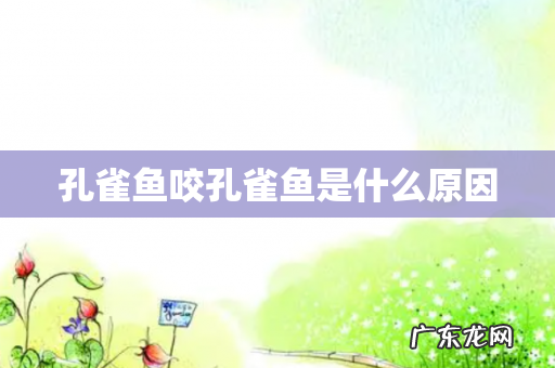 孔雀鱼咬孔雀鱼是什么原因