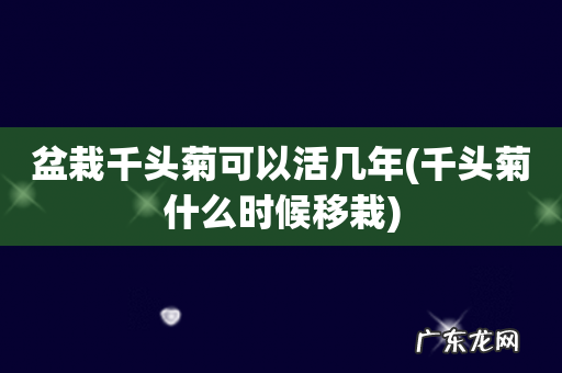 千头菊什么时候移栽 盆栽千头菊可以活几年