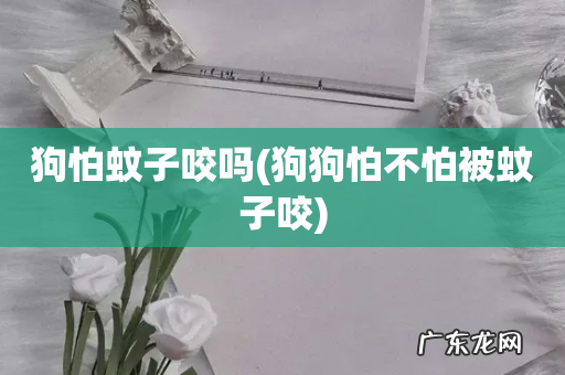 狗狗怕不怕被蚊子咬 狗怕蚊子咬吗