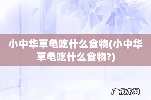 小中华草龟吃什么食物? 小中华草龟吃什么食物