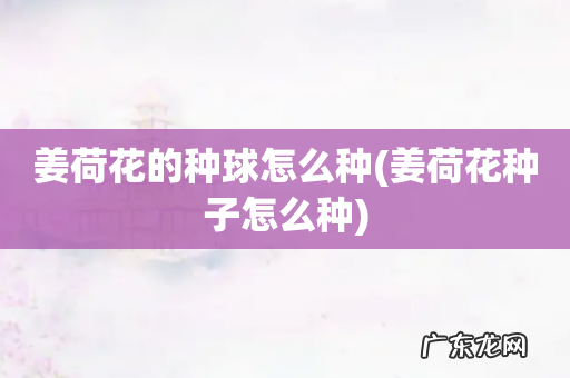 姜荷花种子怎么种 姜荷花的种球怎么种