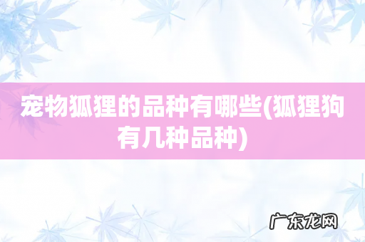 狐狸狗有几种品种 宠物狐狸的品种有哪些
