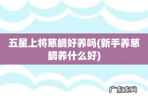 新手养慈鲷养什么好 五星上将慈鲷好养吗