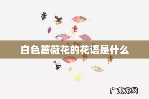 白色蔷薇花的花语是什么