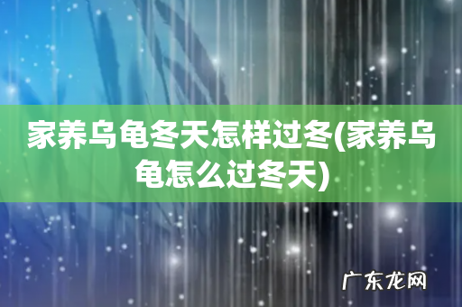 家养乌龟怎么过冬天 家养乌龟冬天怎样过冬