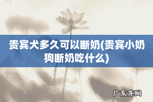 贵宾小奶狗断奶吃什么 贵宾犬多久可以断奶