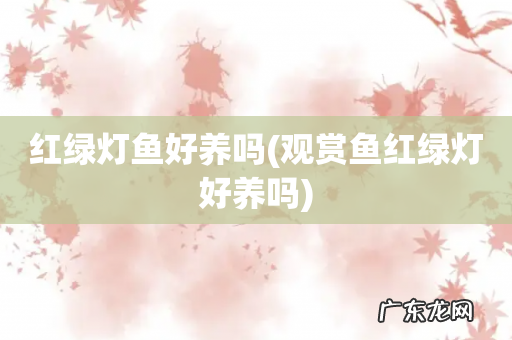 观赏鱼红绿灯好养吗 红绿灯鱼好养吗